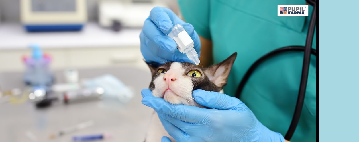 Leczenie alergii. Kot, któremu zakrapla oczy pani weterynarz. Po prawej niebieski pas i logo pupilkarma.